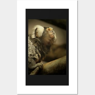 Common Marmoset Posters and Art